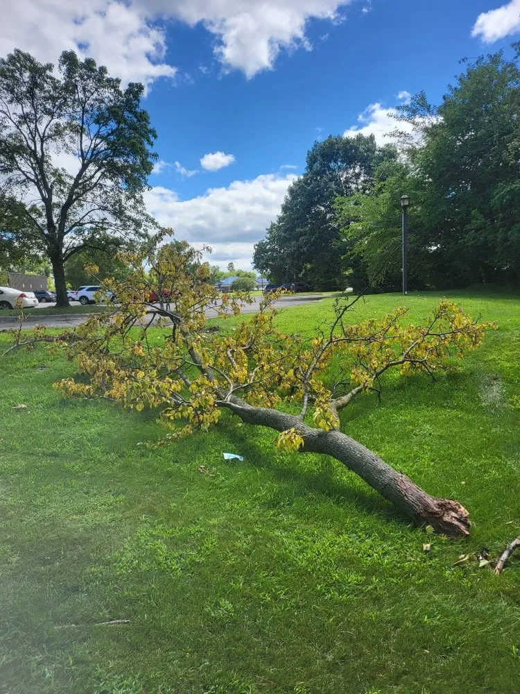 Reliable lawn mowing service in Pleasant Lake, MI by Craft Property Maintenance