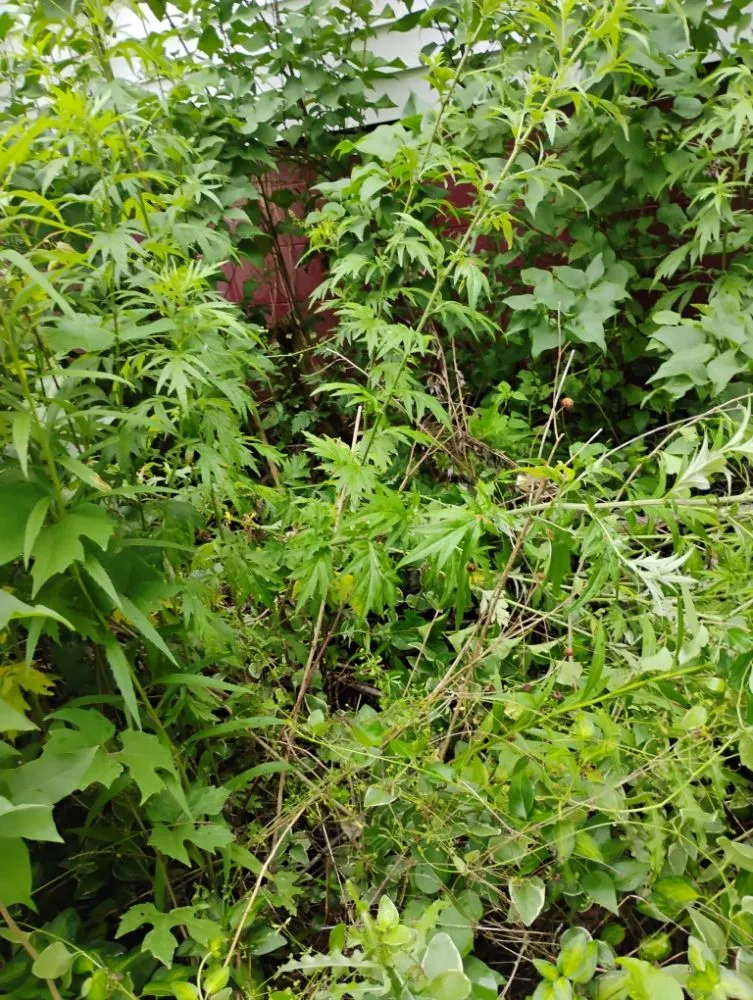 Affordable yard maintenance with custom design in Statesville, NC by Craig Eisenhauer