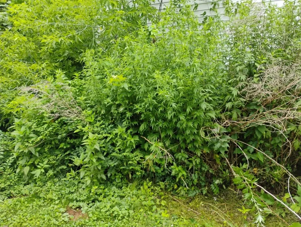 Professional residential landscaping in Statesville, NC - Craig Eisenhauer