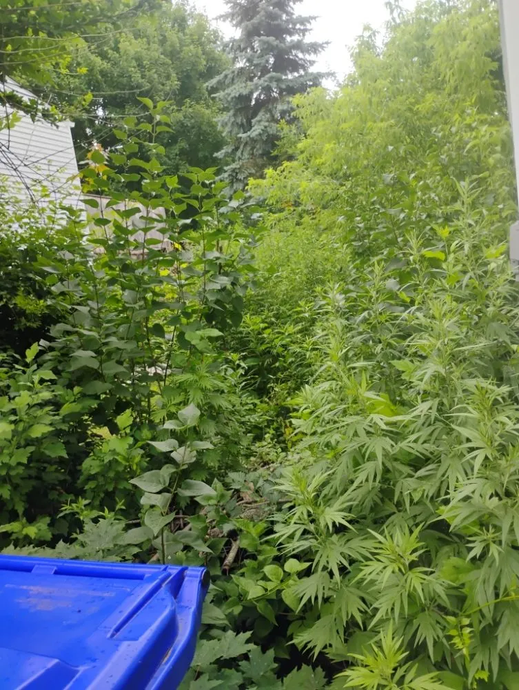 Local outdoor landscaping for beautiful yards across Statesville, NC - Craig Eisenhauer