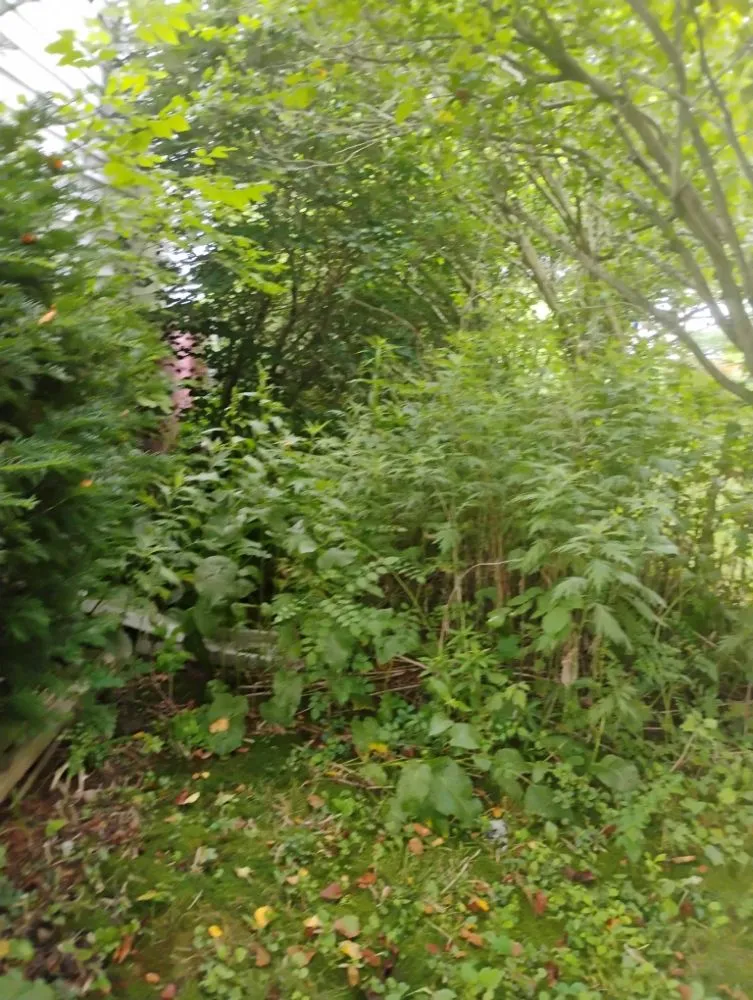 Local lawn mowing service for beautiful yards across Statesville, NC - Craig Eisenhauer