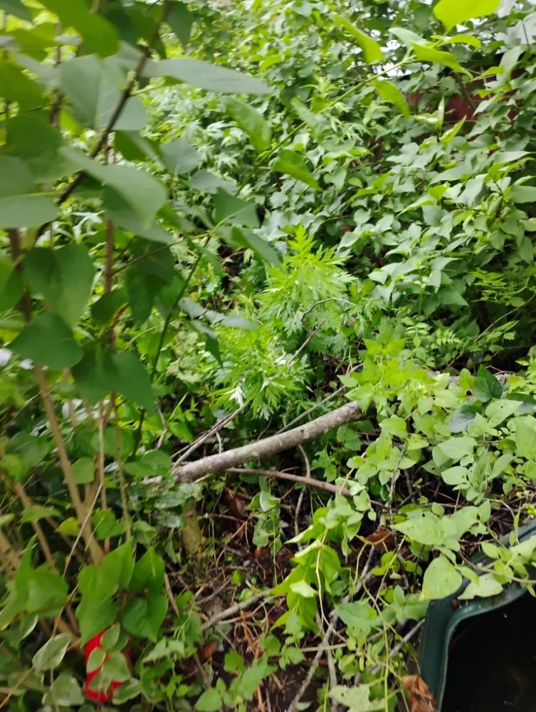 Expert lawn mowing service for year-round maintenance in Statesville, NC by Craig Eisenhauer