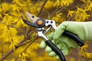 Professional residential landscaping in Rhinebeck, NY - Craig Kurkela Arborist