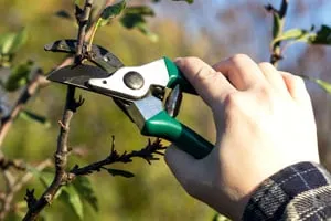 Custom landscaping services experts serving Rhinebeck, NY - Craig Kurkela Arborist