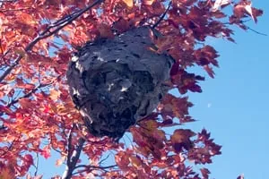 Trusted lawn mowing service with custom design across Rhinebeck, NY - Craig Kurkela Arborist