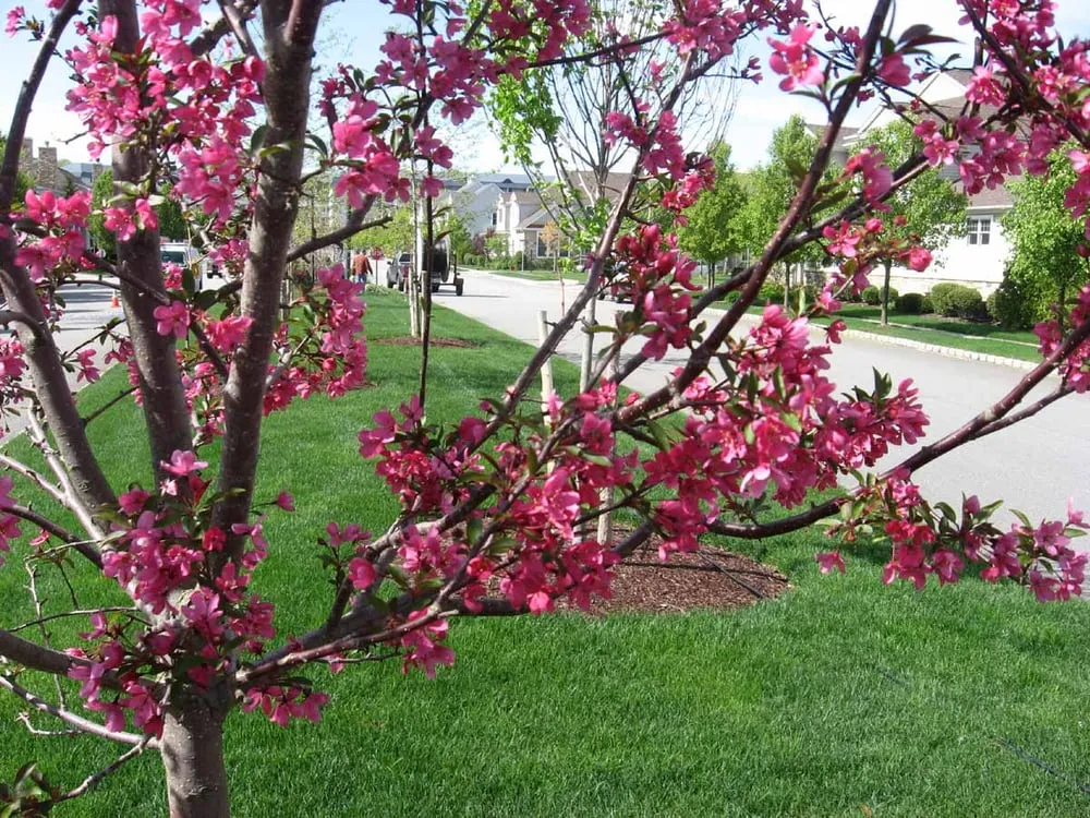 Local landscape installation near you in Silver Spring, MD by Craig Richmond Landscape Architects