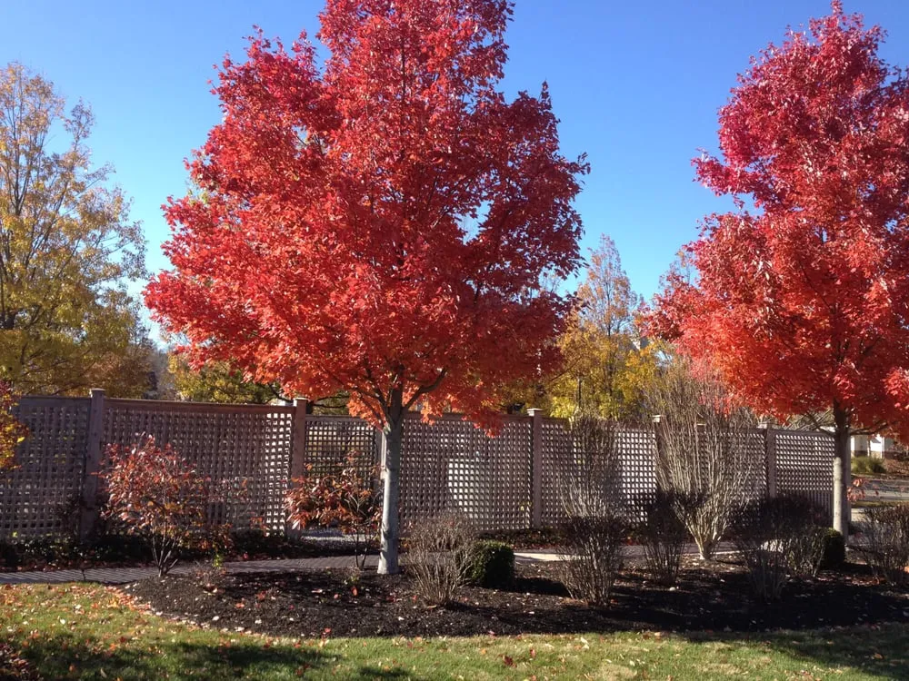 Top-rated lawn mowing service in Silver Spring, MD by Craig Richmond Landscape Architects