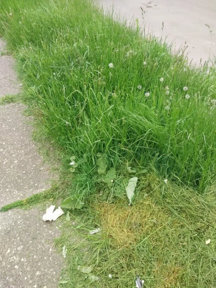 Trusted landscape design near you across Niagara Falls, NY - Craig's lawn care service