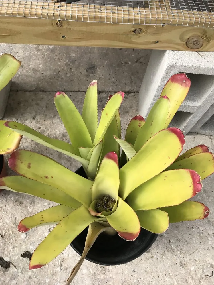 Affordable landscaping services in Port Charlotte, FL - Craig's Perfect Turf Landscaping