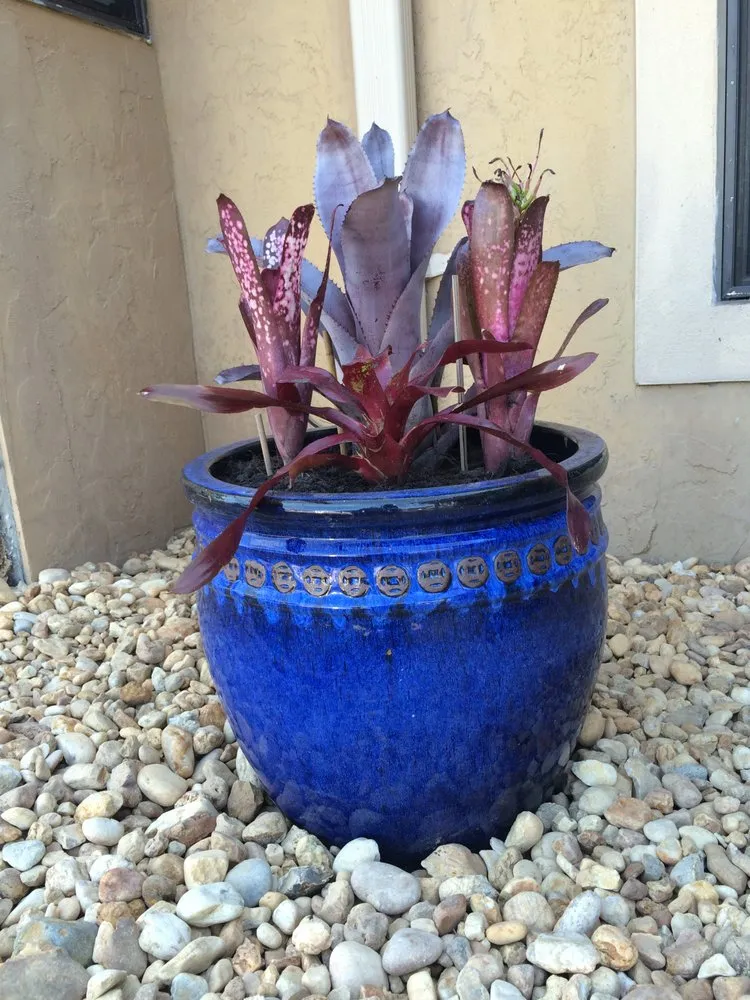 Reliable yard cleanup service near you in Port Charlotte, FL by Craig's Perfect Turf Landscaping