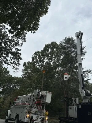 Craigs Tree Removal N  Landscaping