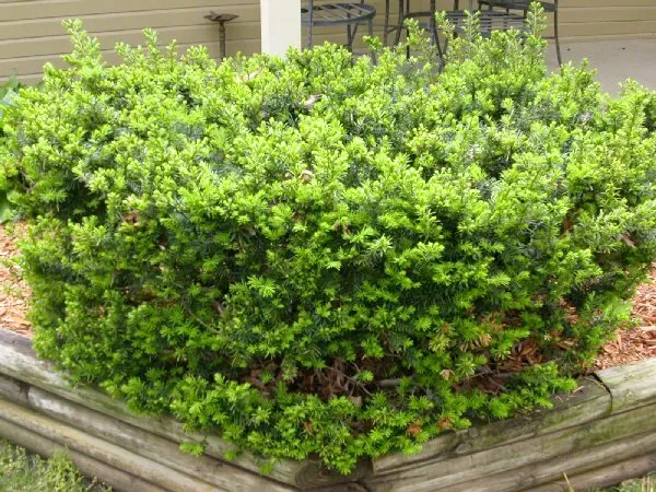 Trusted landscaping services for beautiful yards in Clinton, MO by Crain Pest Control