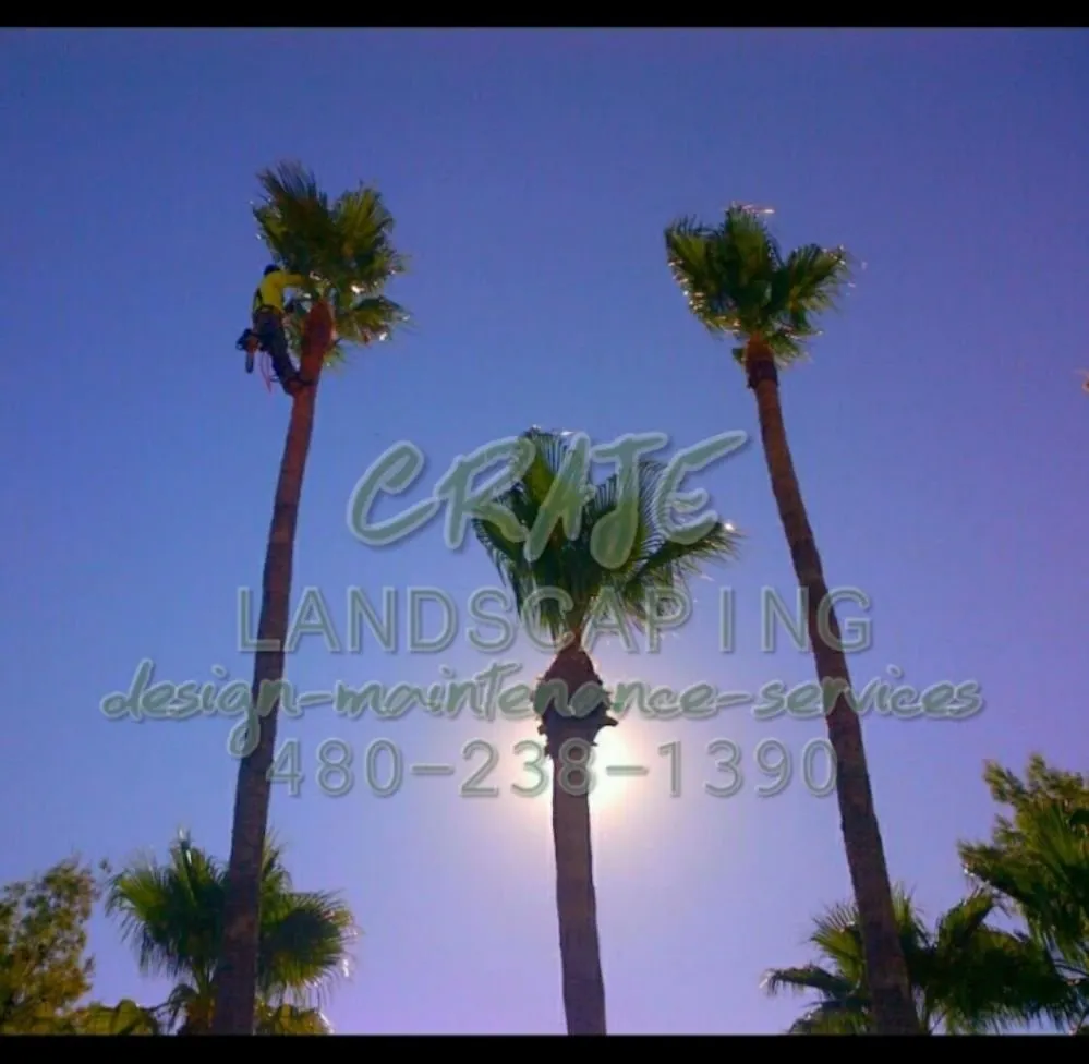 Professional landscape installation in Mesa, AZ - CRAJE Landscaping