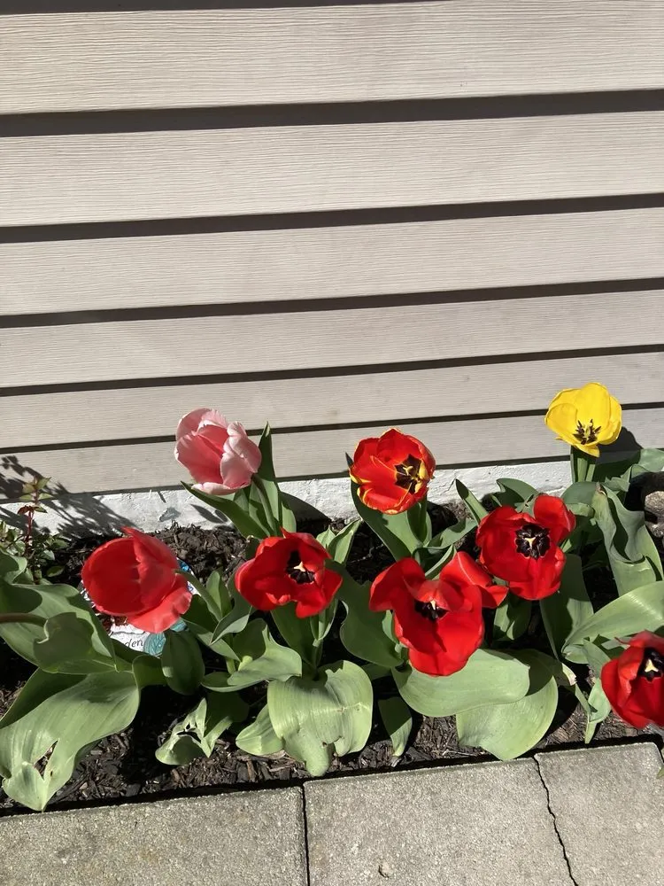 Reliable landscape design near you in Central Bridge, NY by Crandall’s Landscaping & Design