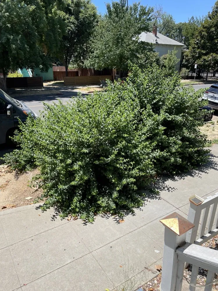 Reliable landscape design experts serving Sacramento, CA - Craneo Lawn Care