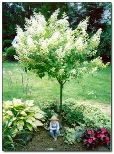 Local outdoor landscaping in Massapequa, NY by Crane's Tree & Shrub Service