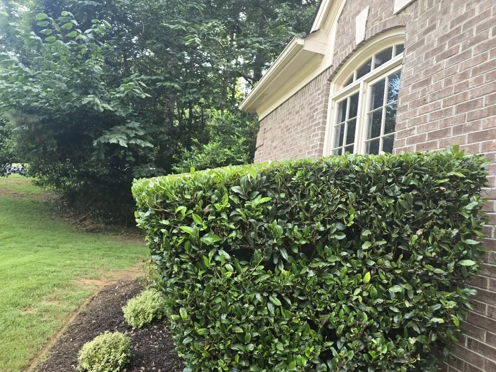 Affordable residential landscaping in rome, GA - Cratons Lawn