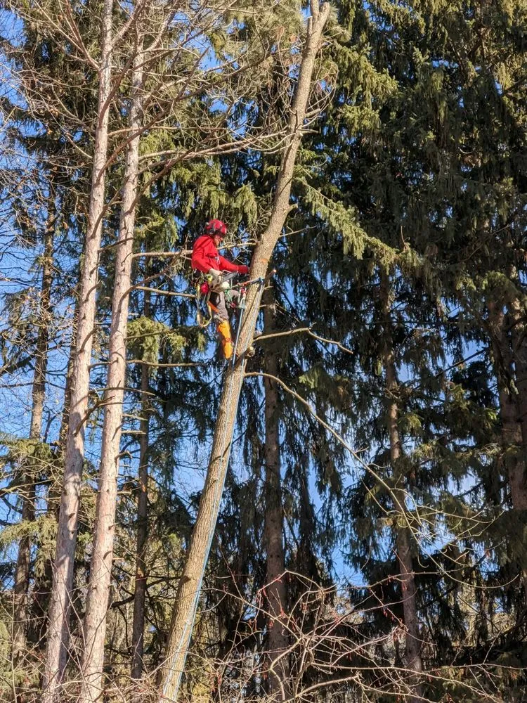 Local yard cleanup service with custom design across Milwaukee, WI - Crawford Tree & Landscape Services