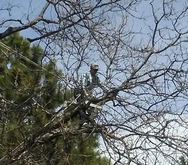 Reliable landscaping services for year-round maintenance in Centennial, CO by Crazy Legs Tree Care