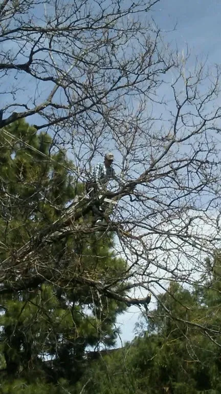 Professional lawn mowing service for beautiful yards across Centennial, CO - Crazy Legs Tree Care