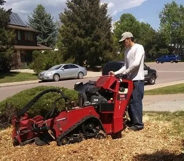 Professional yard maintenance experts serving Centennial, CO - Crazy Legs Tree Care