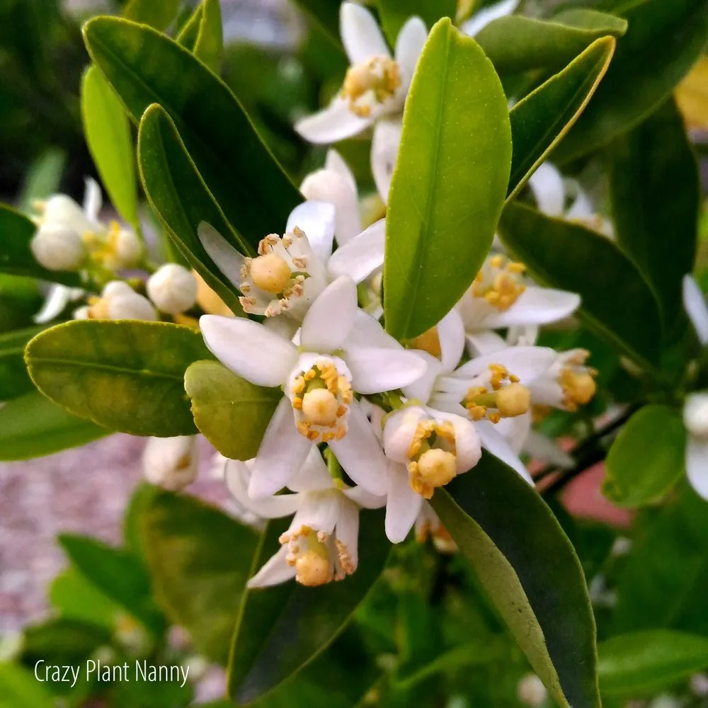 Expert landscaping services experts serving Tempe, AZ - Crazy Plant Nanny