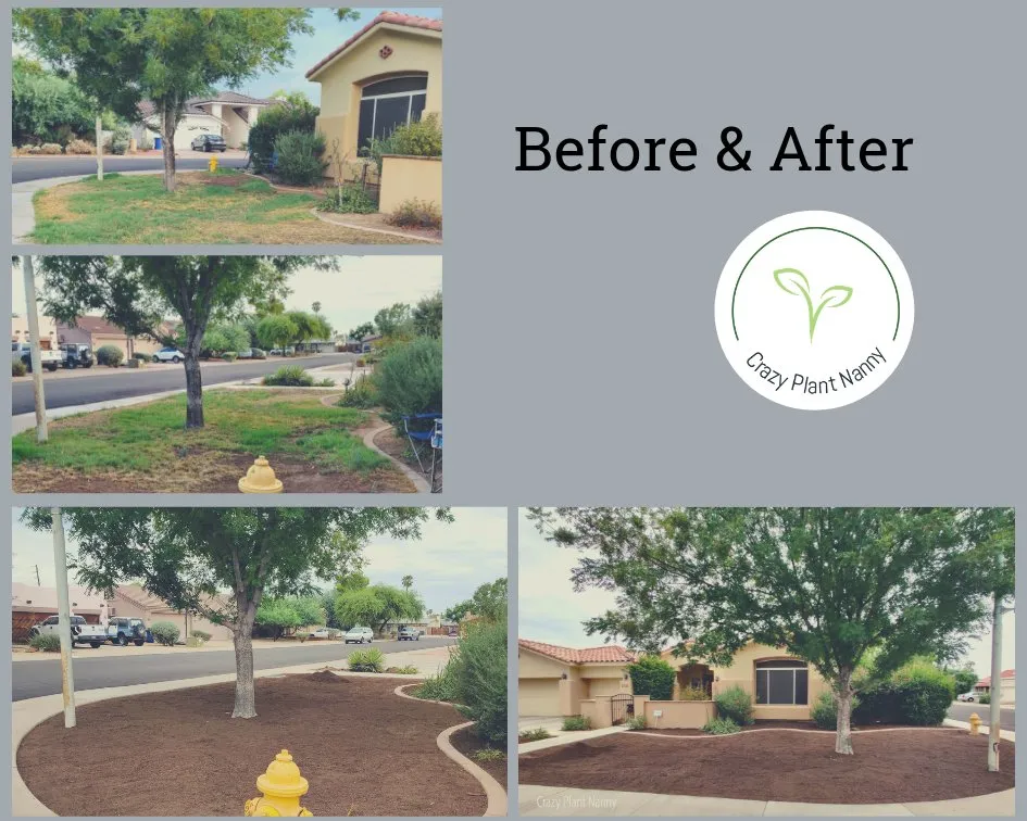 Custom garden landscaping with custom design across Tempe, AZ - Crazy Plant Nanny