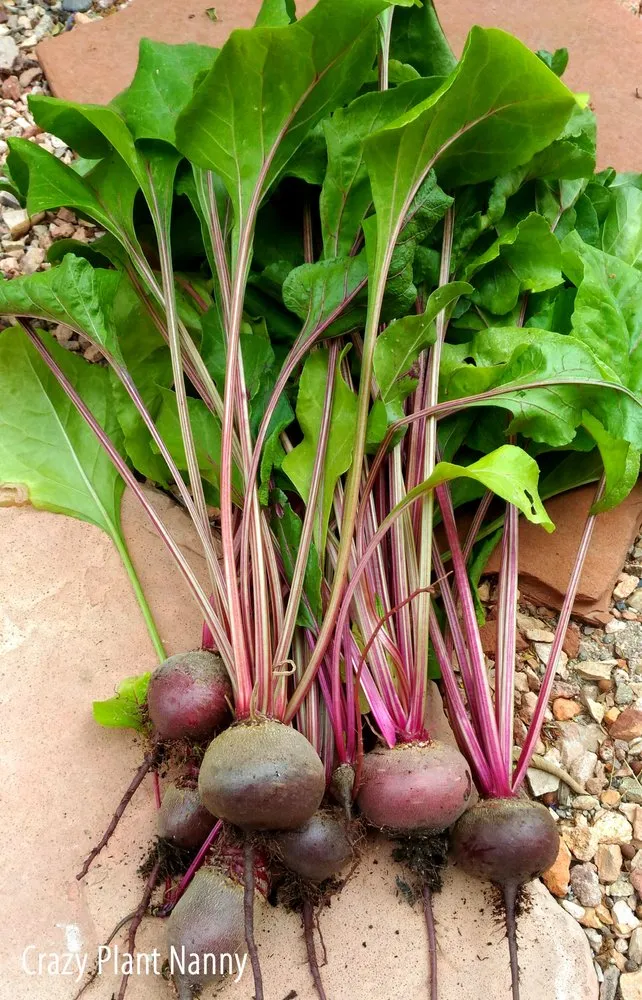 Affordable yard maintenance with custom design in Tempe, AZ by Crazy Plant Nanny