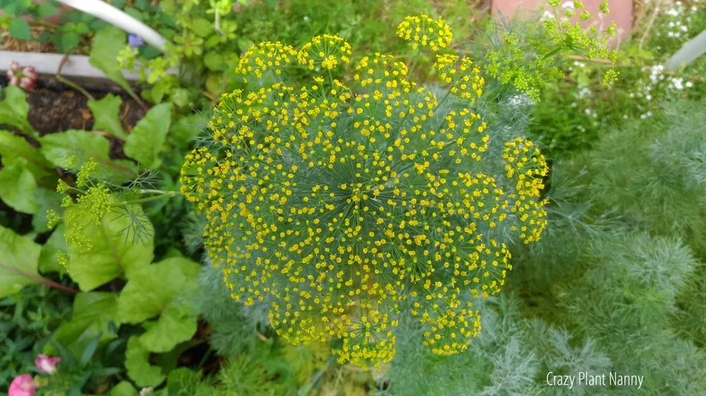 Expert landscaping services experts serving Tempe, AZ - Crazy Plant Nanny