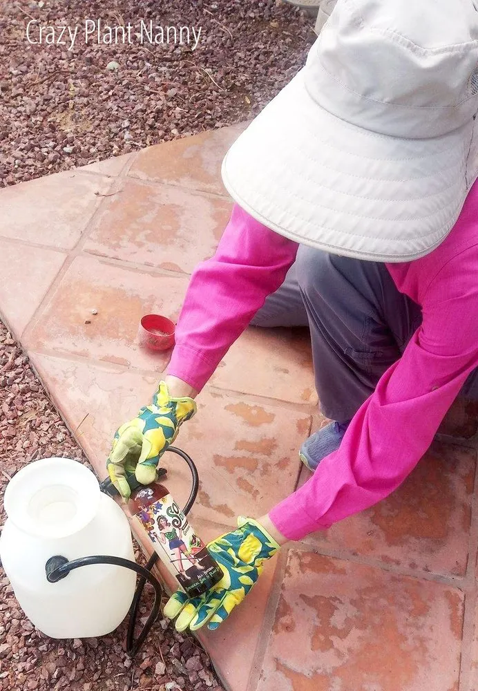 Trusted lawn care service in Tempe, AZ - Crazy Plant Nanny