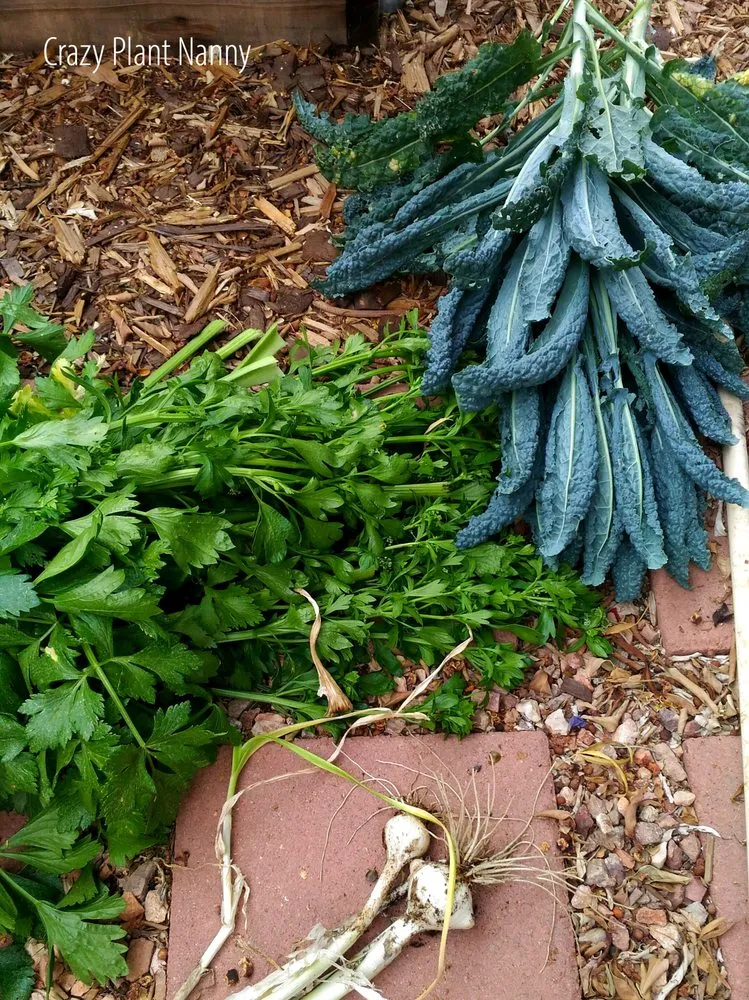 Affordable outdoor landscaping for outdoor upgrades across Tempe, AZ - Crazy Plant Nanny