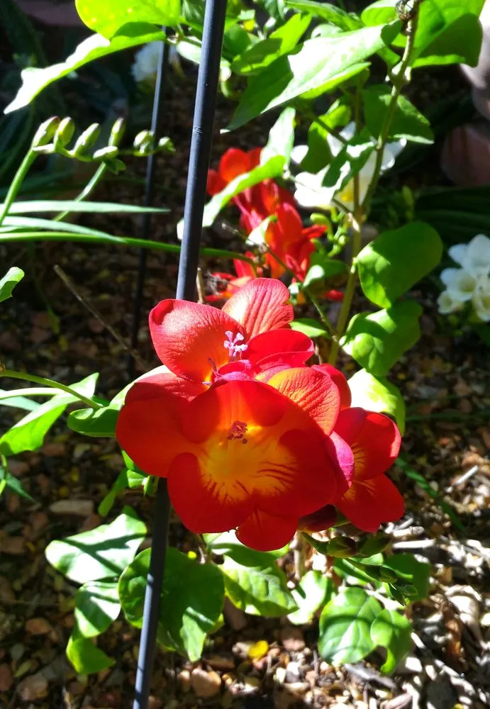 Trusted landscaping services for beautiful yards across Tempe, AZ - Crazy Plant Nanny