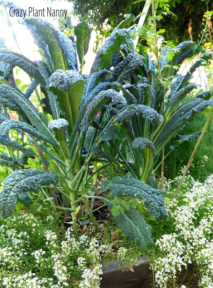 Trusted yard maintenance experts serving Tempe, AZ - Crazy Plant Nanny