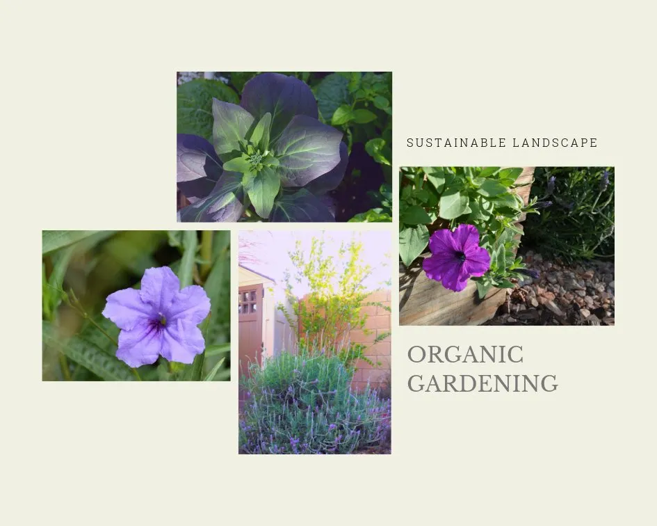 Reliable landscaping services for year-round maintenance in Tempe, AZ by Crazy Plant Nanny