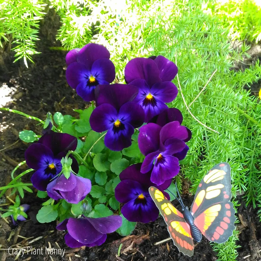 Reliable yard maintenance in Tempe, AZ by Crazy Plant Nanny