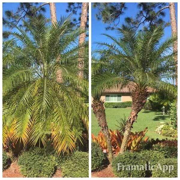 Custom yard maintenance experts serving Naples, FL - Creamer Landscape Management