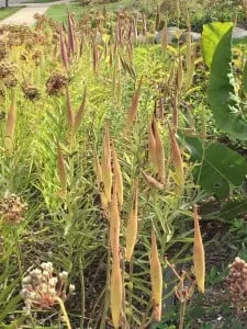 Trusted yard maintenance for outdoor upgrades in Novi, MI by Creating Sustainable Landscapes