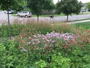 Expert yard maintenance in Novi, MI by Creating Sustainable Landscapes