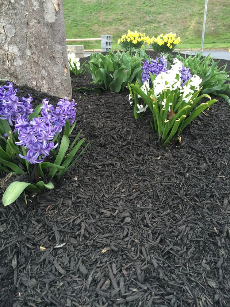 Trusted residential landscaping for beautiful yards across Lancaster, PA - Creation Landscaping and Lawn Care