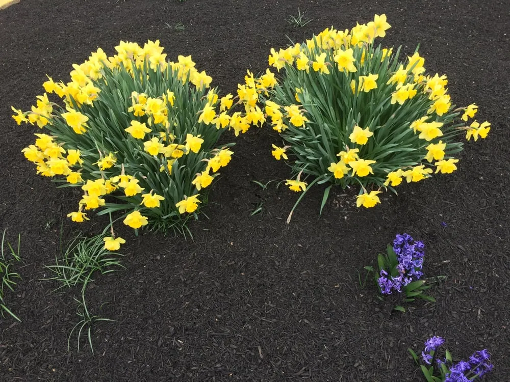 Trusted garden landscaping experts serving Lancaster, PA - Creation Landscaping and Lawn Care