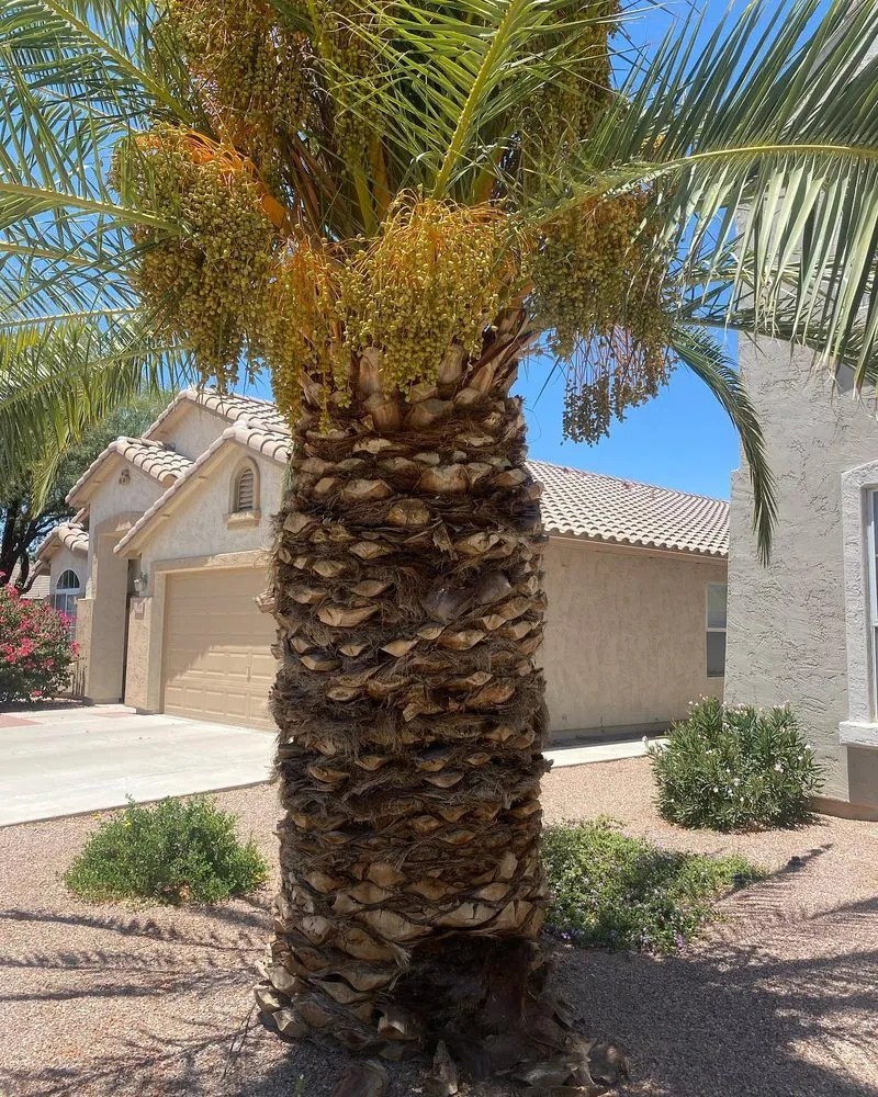 Professional yard maintenance for year-round maintenance in Buckeye, AZ by Creation Landscaping