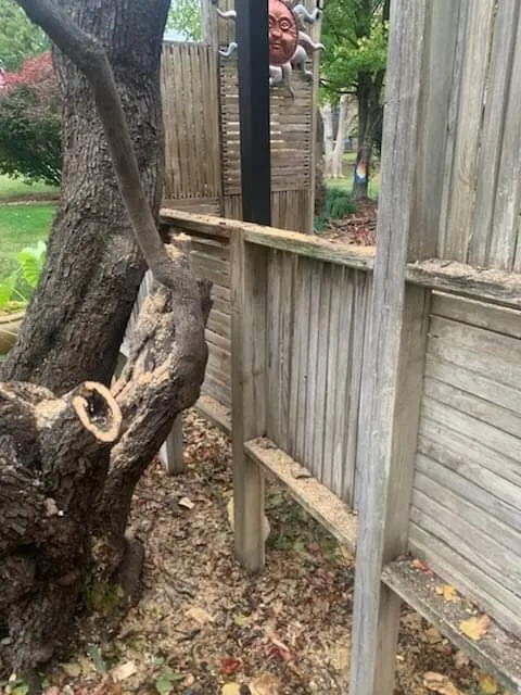 Reliable lawn care service in Springfield, MO by Creation Lawn & Landscape