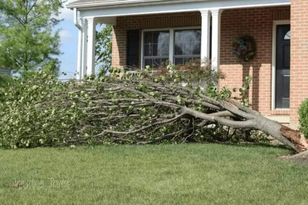 Reliable yard cleanup service for beautiful yards across Keymar, MD - Creative Collaborations Outdoor Contracting