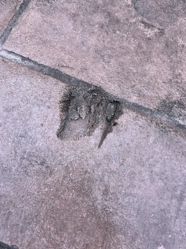 Trusted lawn care service for year-round maintenance in Loves Park, IL by Creative Concrete and Landscaping