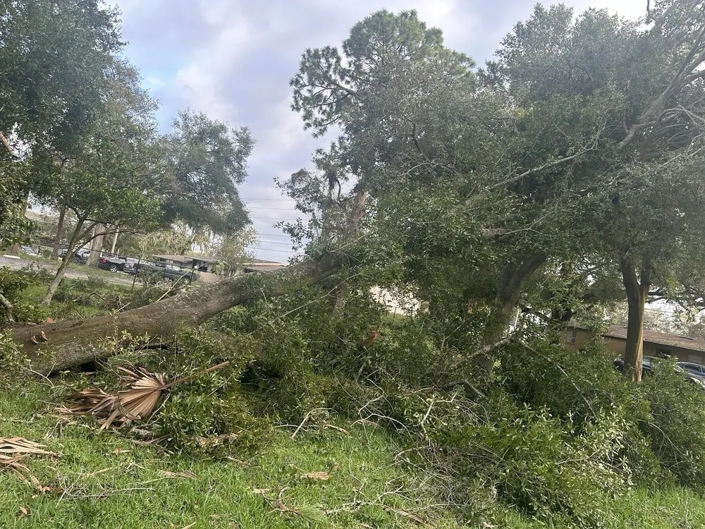 Professional yard cleanup service with custom design in Lakeland, FL by Creative Edge Outdoor Solutions