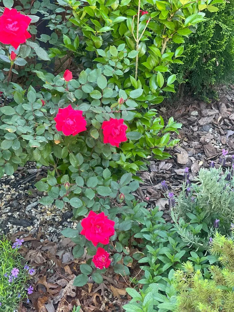 Custom outdoor landscaping for residential properties in Arden, NC by Creative Elements