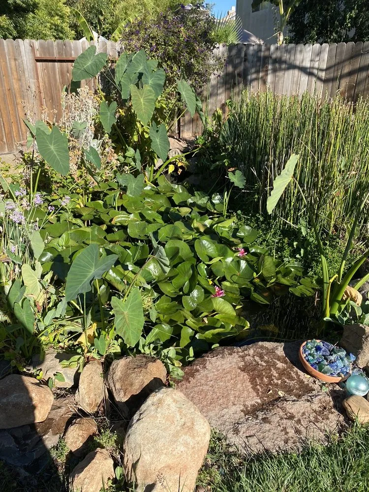 Affordable outdoor landscaping with custom design across Elk Grove, CA - Creative Falls