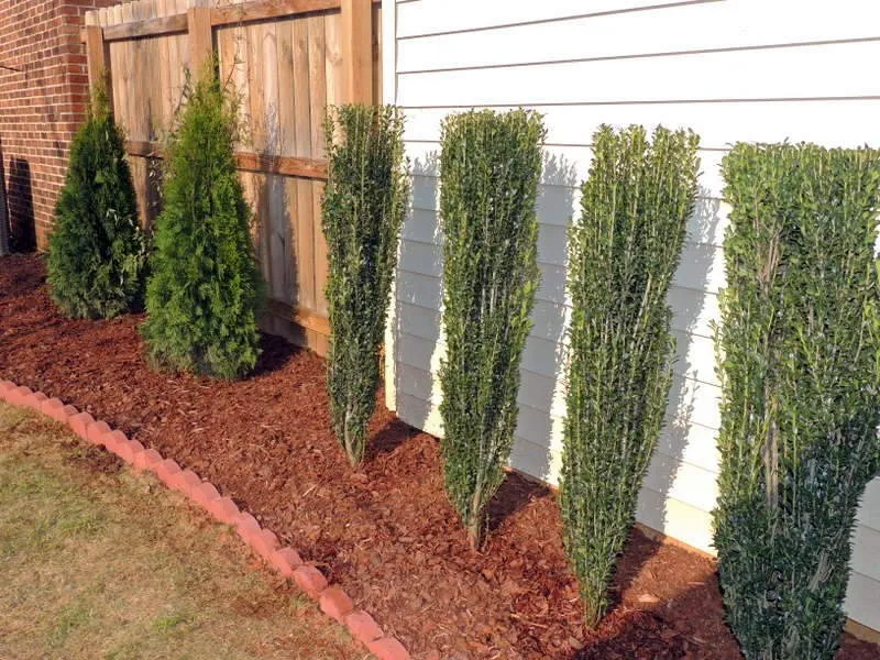 Affordable yard cleanup service with custom design across Brownsboro, AL - Creative Gardening