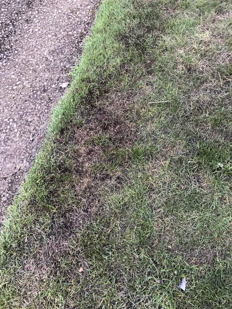 Professional yard maintenance experts serving Sherwood, OR - Creative Landcare