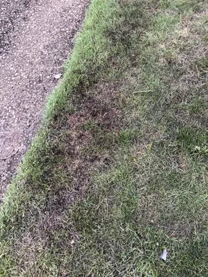 Creative Landcare Logo